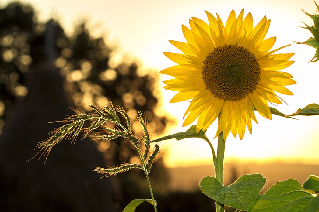 Sun on Sunflower